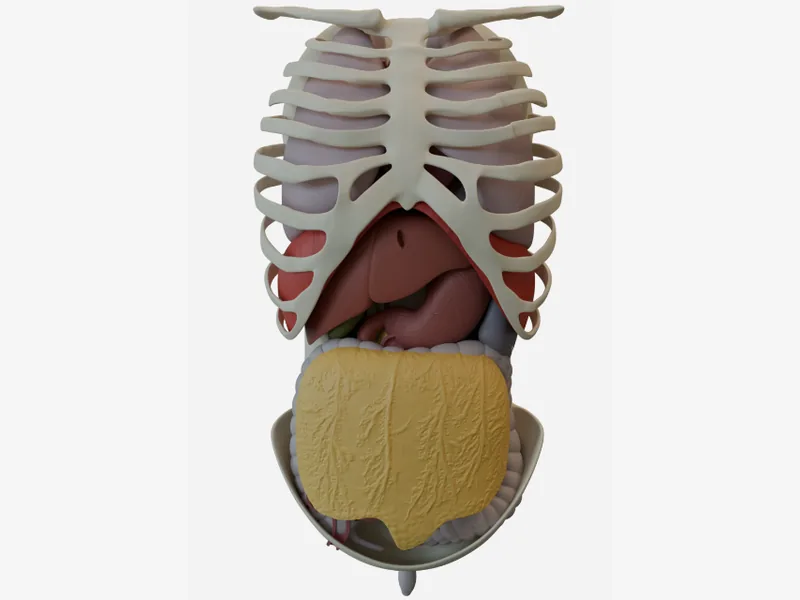 Wearable Deep Cavity Hemorrhage Control Trainer